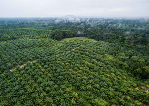 Palmölplantage in Johor